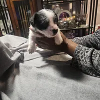 Twin 2 (Tim), a male Chihuahua and Poodle - Miniature  for sale in Columbia, MD – Photo 3 of 5