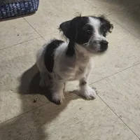 Twin 2 (Tim), a male Chihuahua and Poodle - Miniature  for sale in Columbia, MD – Photo 2 of 5