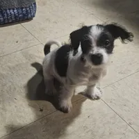 Twin 2 (Tim), a male Chihuahua and Poodle - Miniature  for sale in Columbia, MD – Photo 1 of 5