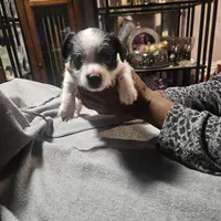 Twin 2 (Tim), a male Chihuahua and Poodle - Miniature  for sale in Columbia, MD – Photo 5 of 5