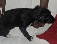 Puppy 1, a male Chihuahua and Poodle - Miniature  for sale in Columbia, MD – 3 of 3