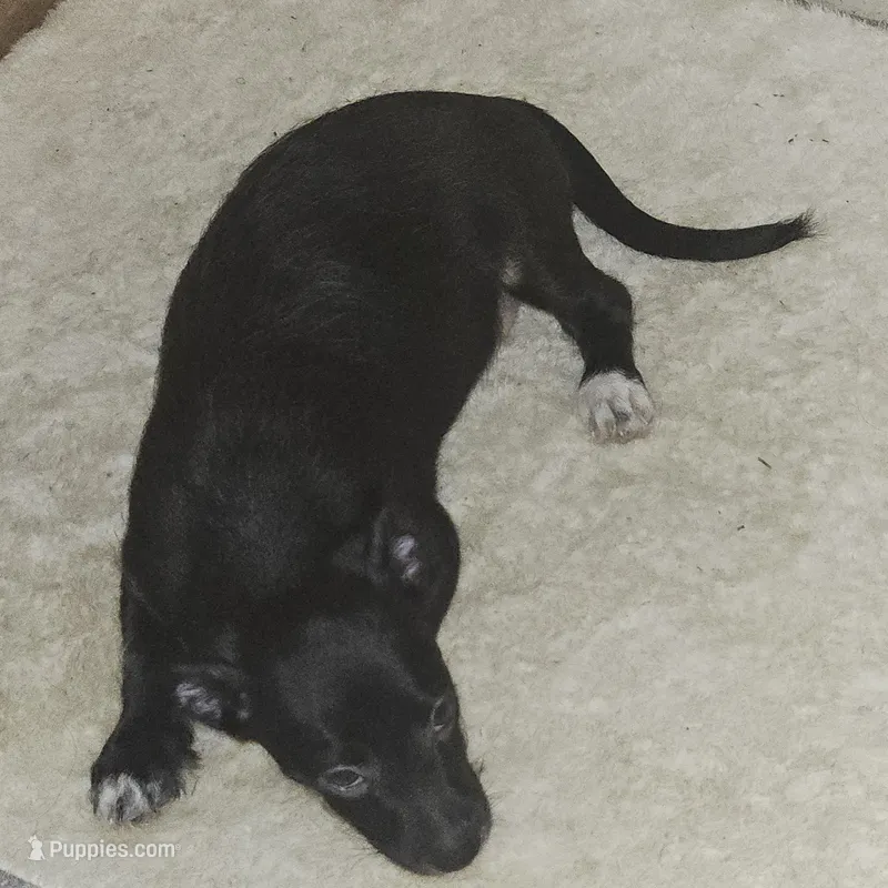 Puppy 1 – Chihuahua, Poodle - Miniature  puppy for sale in Columbia, MD