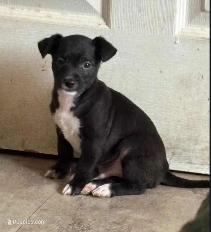 Puppy 1 – Chihuahua, Poodle - Miniature  puppy for sale in Columbia, MD