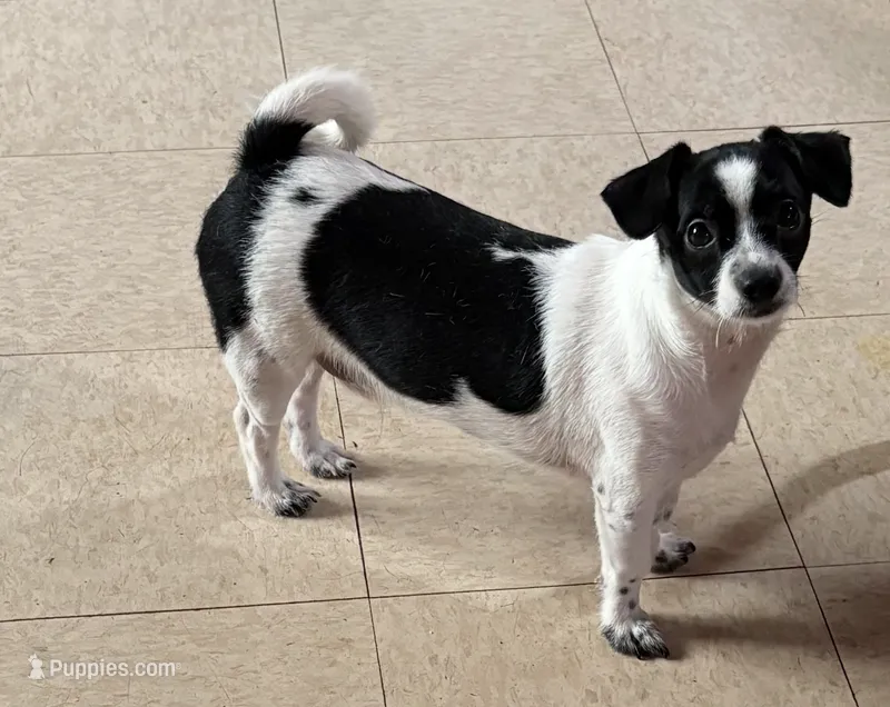 Tom – Chihuahua, Poodle - Miniature  puppy for sale in Columbia, MD