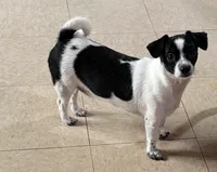 Tom, a male Chihuahua and Poodle - Miniature  for sale in Columbia, MD – 1 of 3