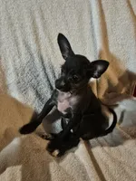Puppy 3, a male Chihuahua and Poodle - Miniature  for sale in Columbia, MD – 2 of 3