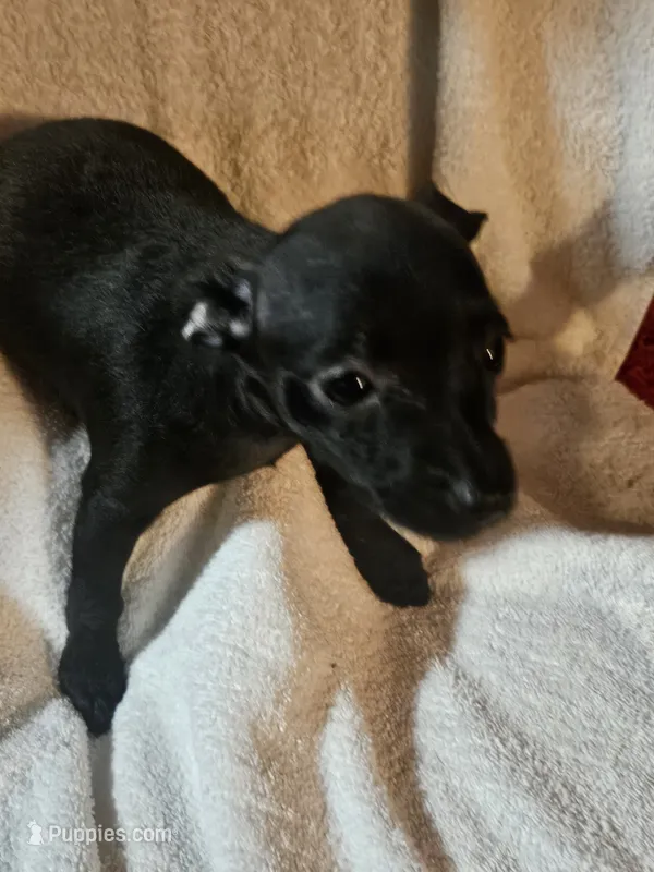 Puppy 2  – Chihuahua, Poodle - Miniature  puppy for sale in Columbia, MD