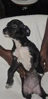 Puppy 1, a male Chihuahua and Poodle - Miniature  for sale in Columbia, MD – 2 of 3