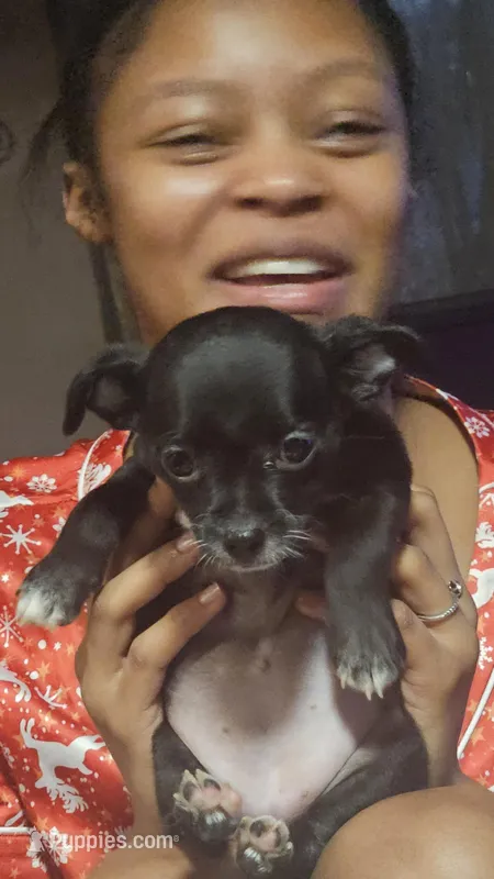 Baby 2 – Chihuahua puppy for sale in Columbia, MD