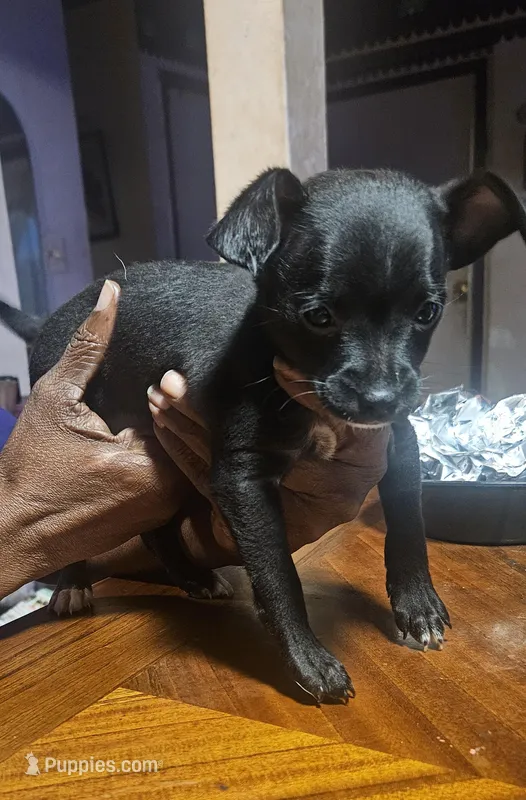 Baby 1 – Chihuahua puppy for sale in Columbia, MD