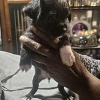 Night, a female Chihuahua and Poodle - Miniature  for sale in Columbia, MD – Photo 3 of 5