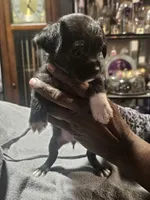 Puppy 1, a female Chihuahua and Poodle - Miniature  for sale in Columbia, MD – Photo 3 of 5