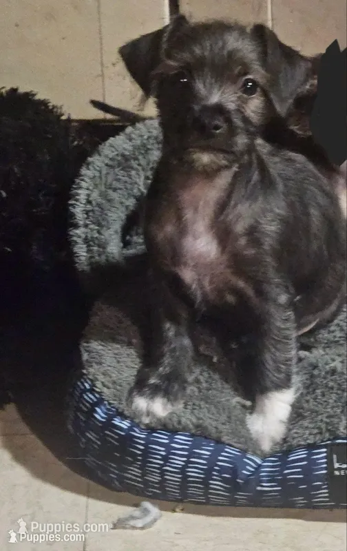 Knight – Chihuahua, Poodle - Miniature  puppy for sale in Columbia, MD