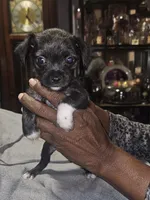 Puppy 1, a female Chihuahua and Poodle - Miniature  for sale in Columbia, MD – Photo 2 of 5