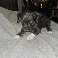 Night, a female Chihuahua and Poodle - Miniature  for sale in Columbia, MD – Photo 5 of 5