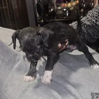 Night, a female Chihuahua and Poodle - Miniature  for sale in Columbia, MD – Photo 4 of 5