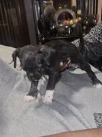 Puppy 1, a female Chihuahua and Poodle - Miniature  for sale in Columbia, MD – Photo 4 of 5