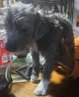 Knight, a female Chihuahua and Poodle - Miniature  for sale in Columbia, MD – Photo 3 of 4