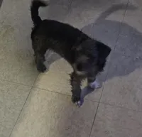 Knight, a female Chihuahua and Poodle - Miniature  for sale in Columbia, MD – Photo 4 of 4