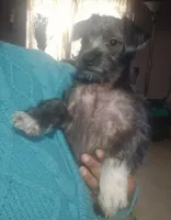 Knight, a female Chihuahua and Poodle - Miniature  for sale in Columbia, MD – Photo 2 of 4