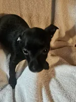 Puppy 2 , a female Chihuahua and Poodle - Miniature  for sale in Columbia, MD – 2 of 3