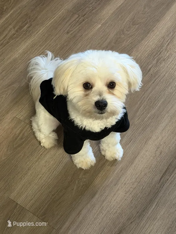 Bubble  – Maltese puppy for sale in Orlando, FL