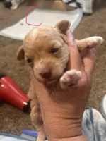 Clover, a female Poodle - Toy  and Poochon for sale in Wichita, KS – 3 of 3