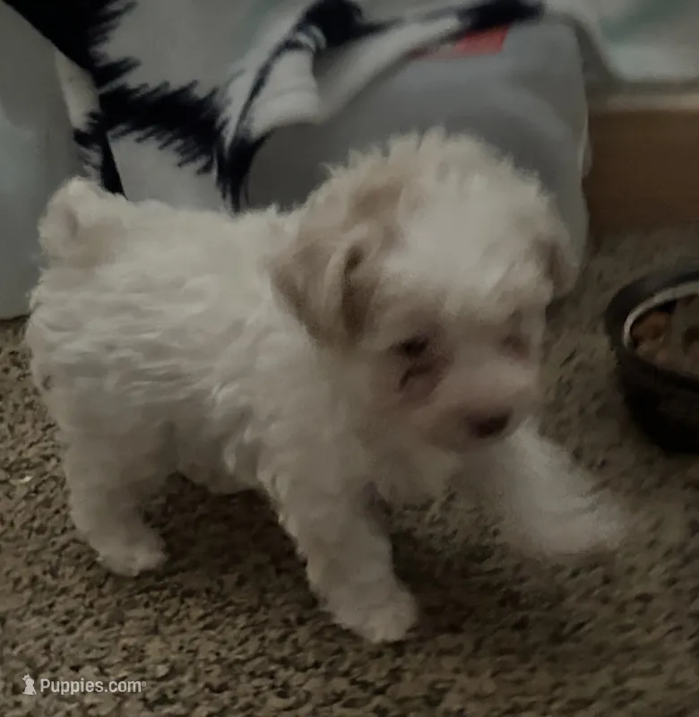 Galanthus – Poodle - Toy  puppy for sale in Wichita, KS