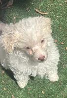 G, a male Bichon Frise and Poodle - Toy  for sale in Wichita, KS – 2 of 5