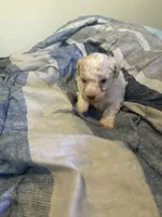 Galanthus, a male Poodle - Toy  for sale in Wichita, KS – 9 of 10