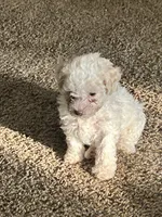 Galanthus, a male Poodle - Toy  for sale in Wichita, KS – 3 of 10
