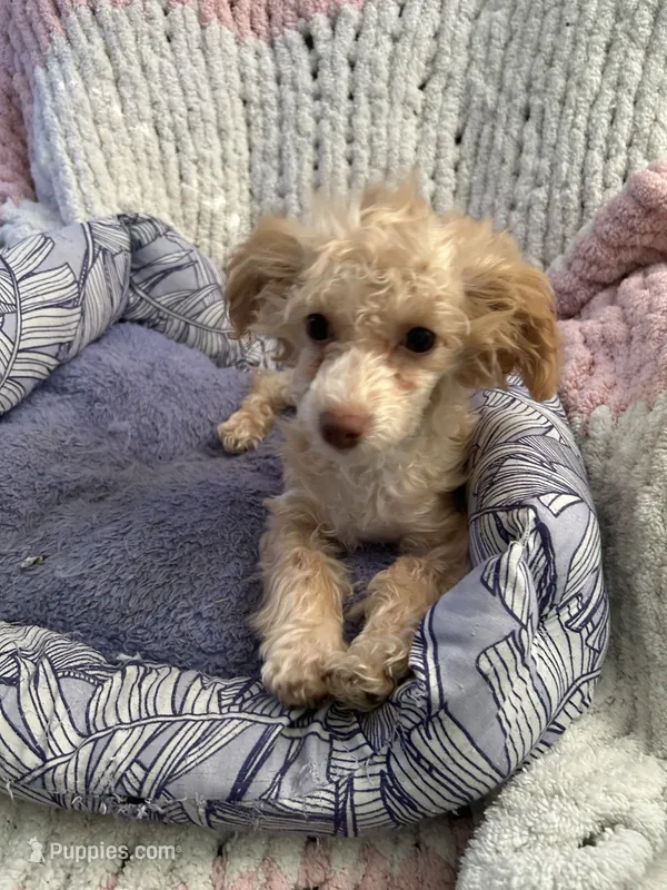 Clover – Poodle - Toy , Poochon puppy for sale in Wichita, KS