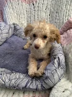 Clover, a female Poodle - Toy  and Poochon for sale in Wichita, KS – 1 of 7