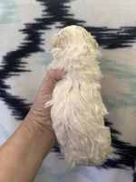 Galanthus, a male Poodle - Toy  for sale in Wichita, KS – 6 of 10