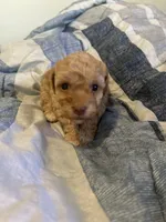 Florian, a male Poodle - Toy  for sale in Wichita, KS – 5 of 6
