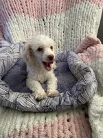 G, a male Bichon Frise and Poodle - Toy  for sale in Wichita, KS – 5 of 5