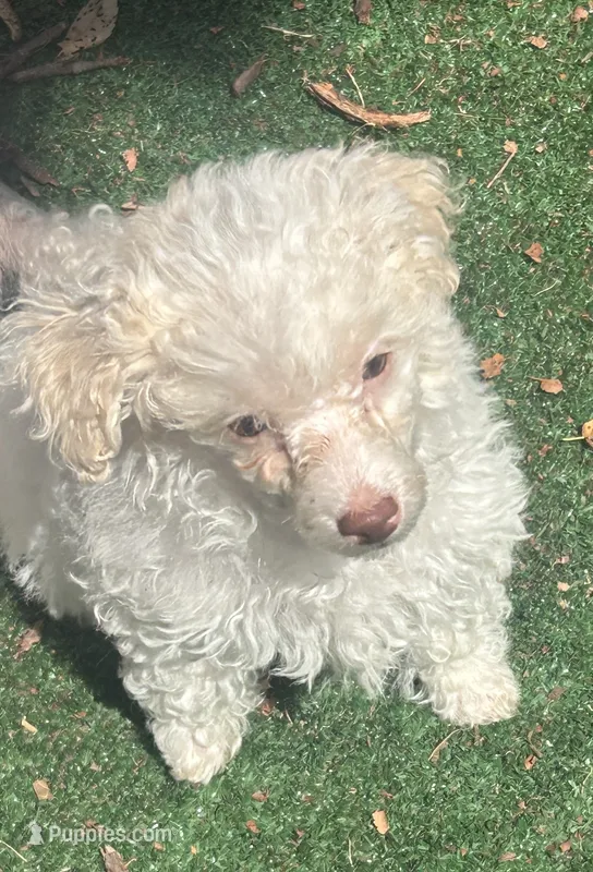 Galanthus – Poodle - Toy  puppy for sale in Wichita, KS