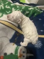 Casper, a male Bichon Frise and Poodle - Toy  for sale in Wichita, KS – Photo 2 of 2