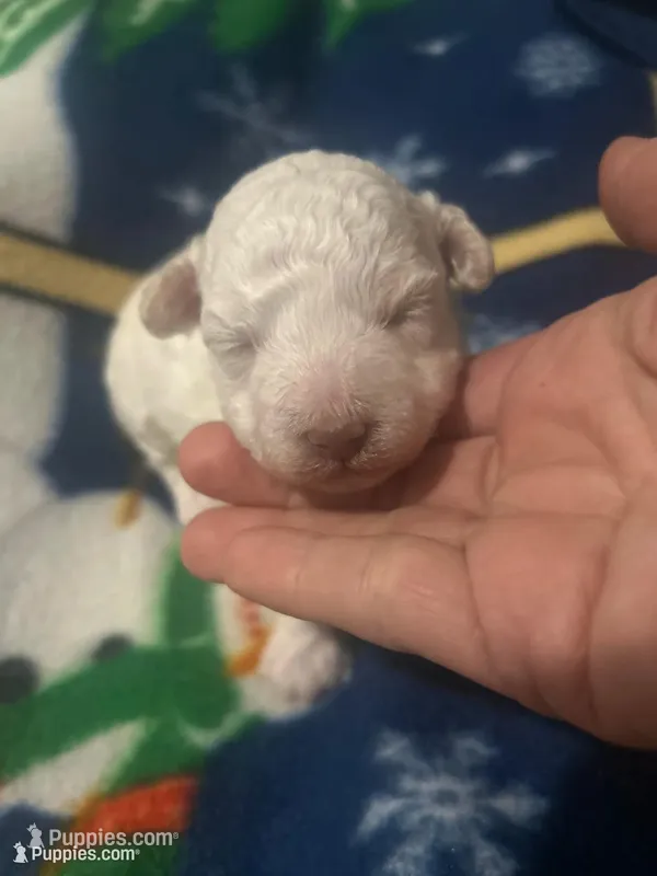 Casper – Bichon Frise, Poodle - Toy  puppy for sale in Wichita, KS