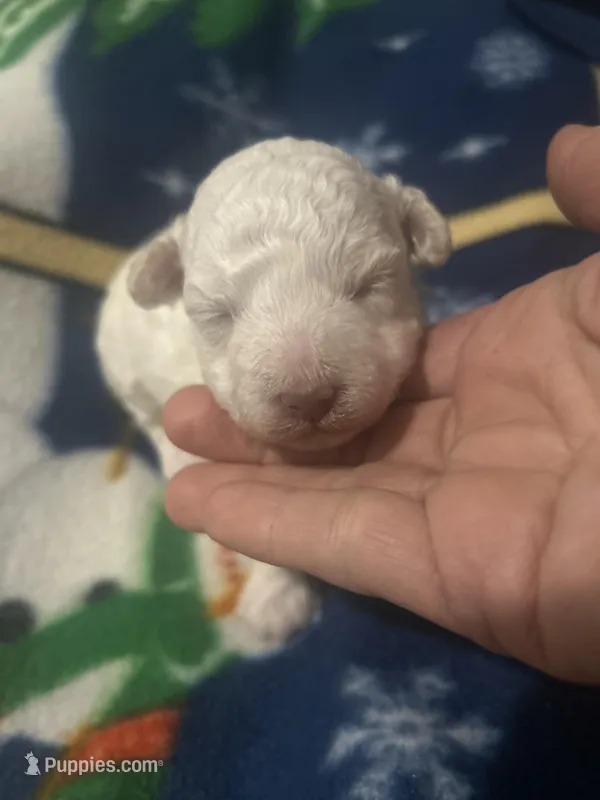 Casper – Bichon Frise, Poodle - Toy  puppy for sale in Wichita, KS