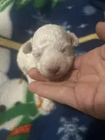 Casper, a male Bichon Frise and Poodle - Toy  for sale in Wichita, KS – Photo 1 of 2