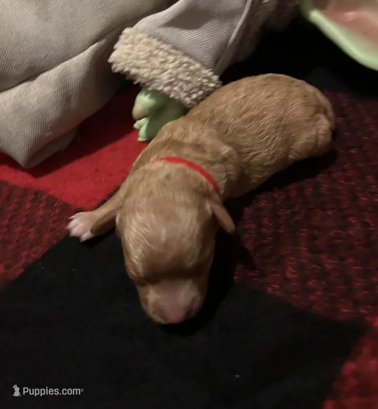Florian – Poodle - Toy  puppy for sale in Wichita, KS