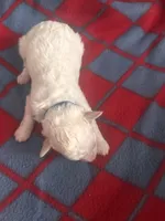 Galanthus, a male Poodle - Toy  for sale in Wichita, KS – 2 of 2