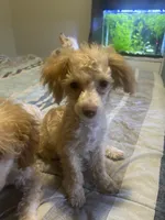 Clover, a female Poodle - Toy  and Poochon for sale in Wichita, KS – 7 of 7
