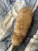 Florian, a male Poodle - Toy  for sale in Wichita, KS – 6 of 6
