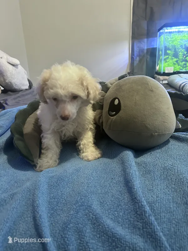 Galanthus – Poodle - Toy  puppy for sale in Wichita, KS