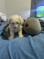 Galanthus, a male Poodle - Toy  for sale in Wichita, KS – 1 of 10