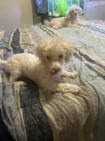 Galanthus, a male Poodle - Toy  for sale in Wichita, KS – 2 of 9