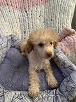 Remy, a male Bichon Frise and Poodle - Toy  for sale in Wichita, KS – 2 of 2