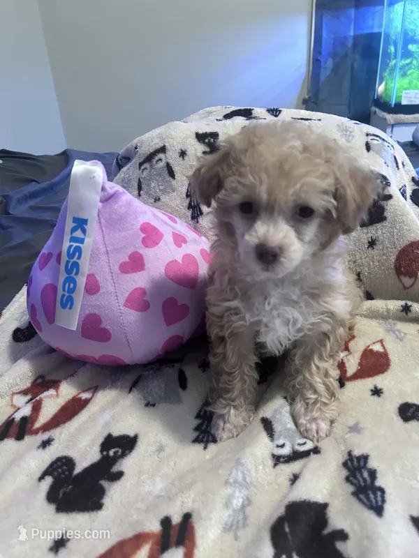 Clover – Poodle - Toy , Poochon puppy for sale in Wichita, KS